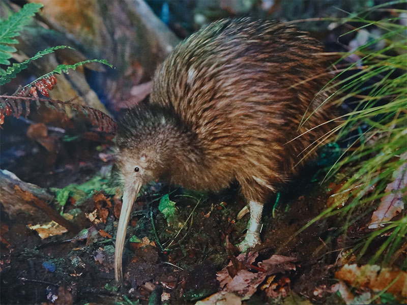 Kiwi ‘road toll’ on increase in Whangārei