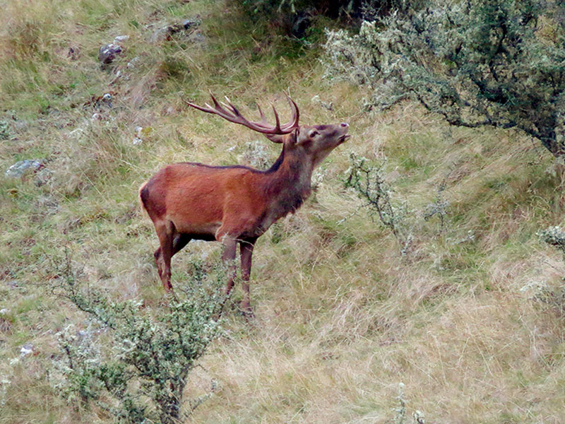 Pro hunting tip: think like a deer in winter