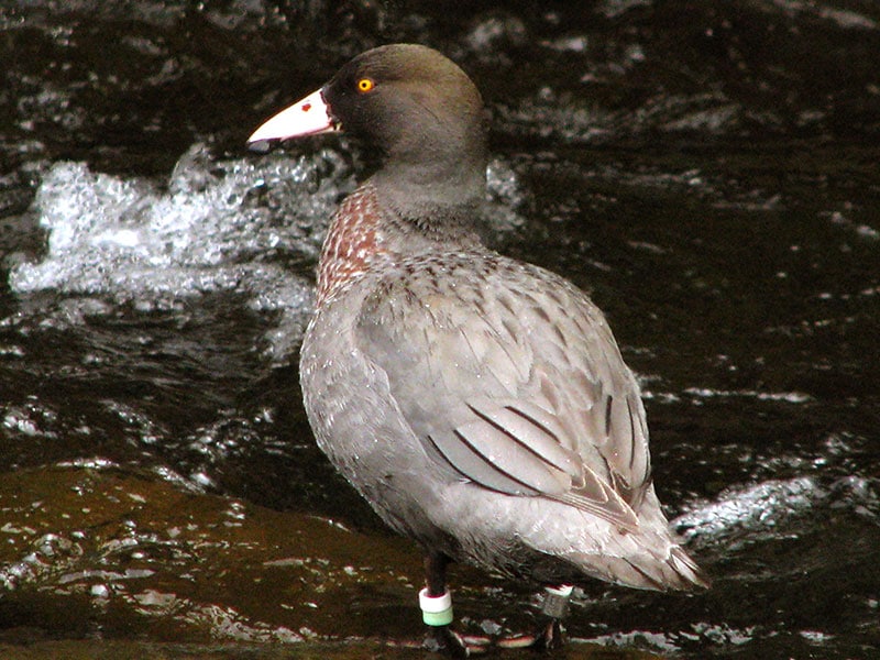 Threatened whio population climbs