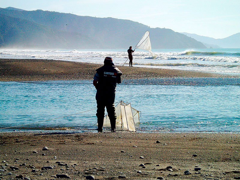 Chasing white gold: Whitebating in NZ