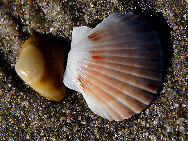 East Coromandel scallop fishery to close for 2 years