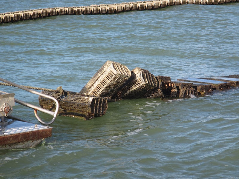 Scientists, iwi investigate bringing back rock oyster industry