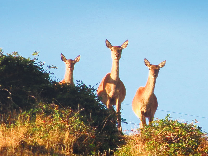 What makes a good hunting partner