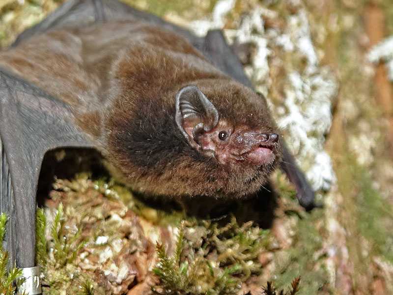 Bat swoops in to claim Bird of the Year title