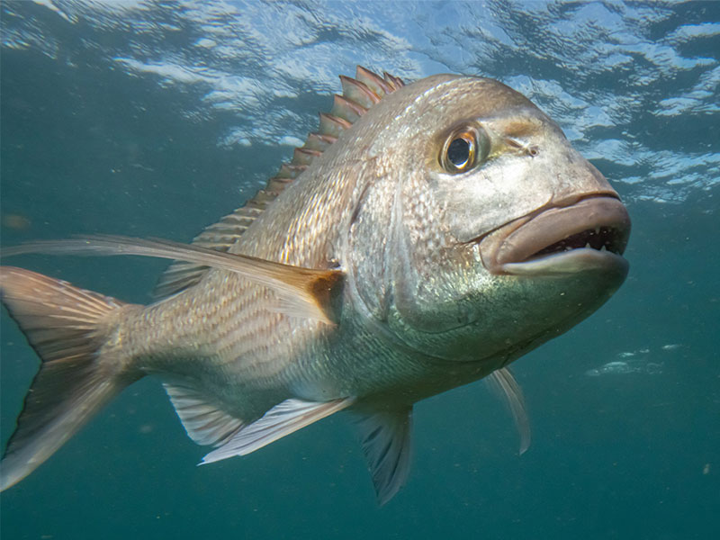 Environmental agency calls for protection of all finfish