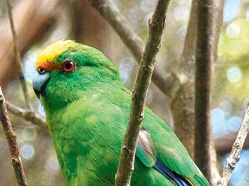 Jobs For Nature project finds rare parakeets