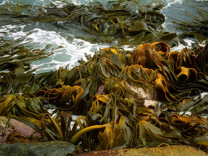 Pilot project aims to establish seaweed farming sector