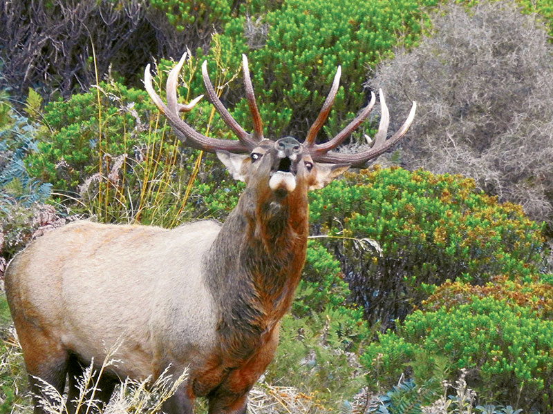 Collaborative deer management project for Fiordland