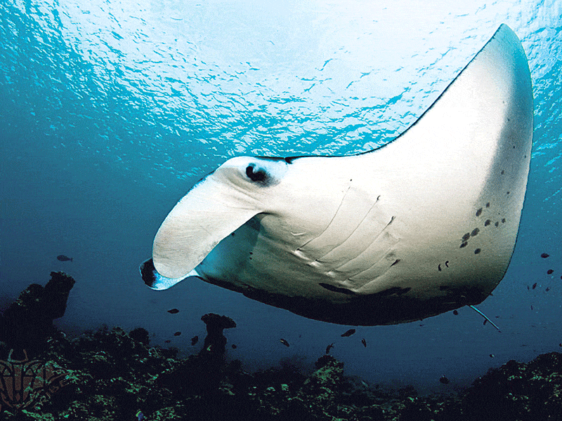 Manta rays making increasing appearances this summer