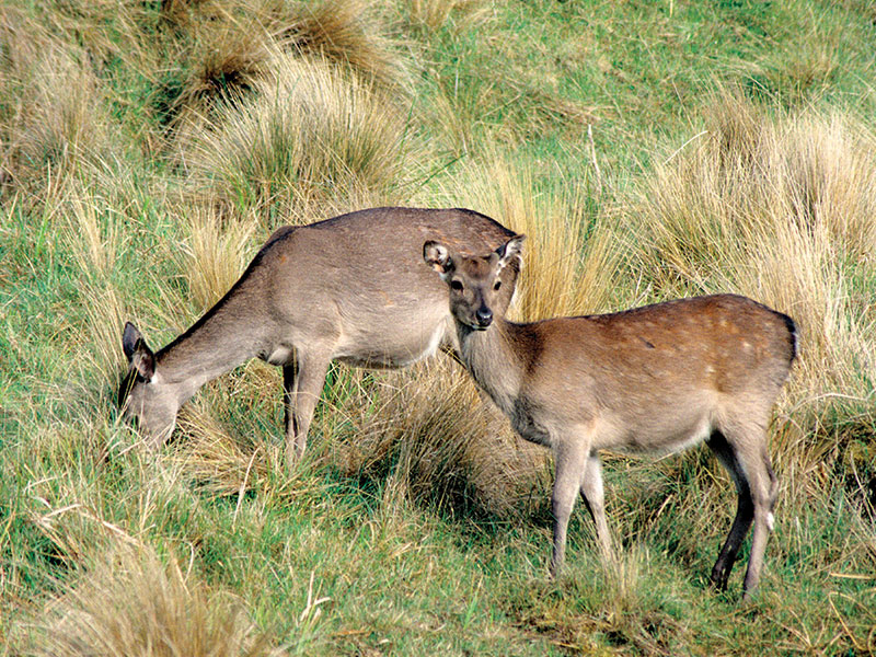 Hunters advised not to release deer into new areas