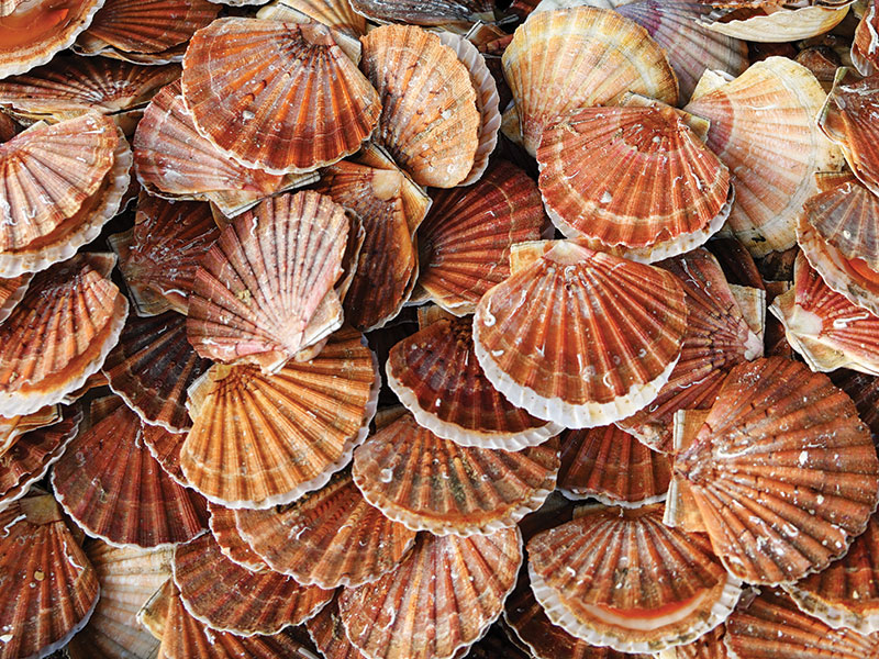 Depleted upper North Island scallop fisheries to close