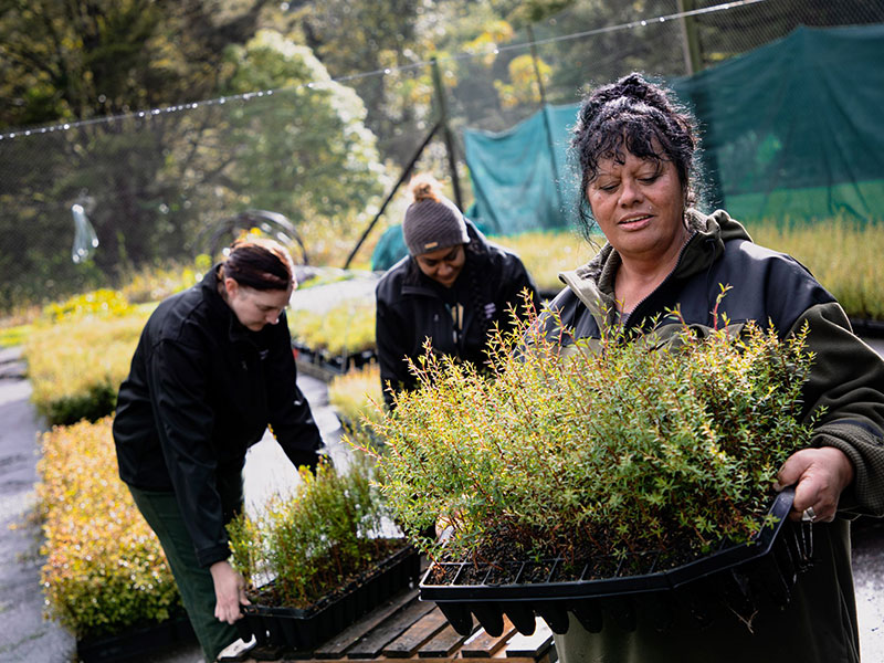 Waipoua biodiversity restoration project leaps ahead