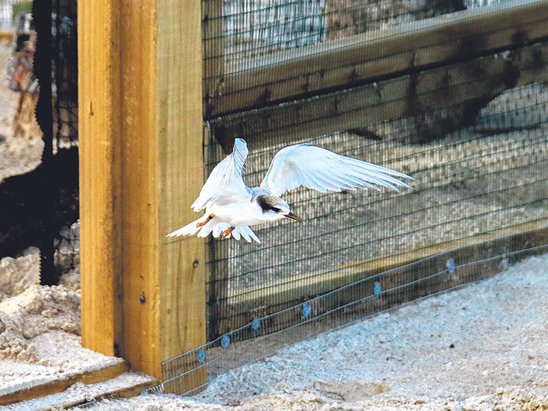 Successful breeding season for one of NZ’s rarest birds