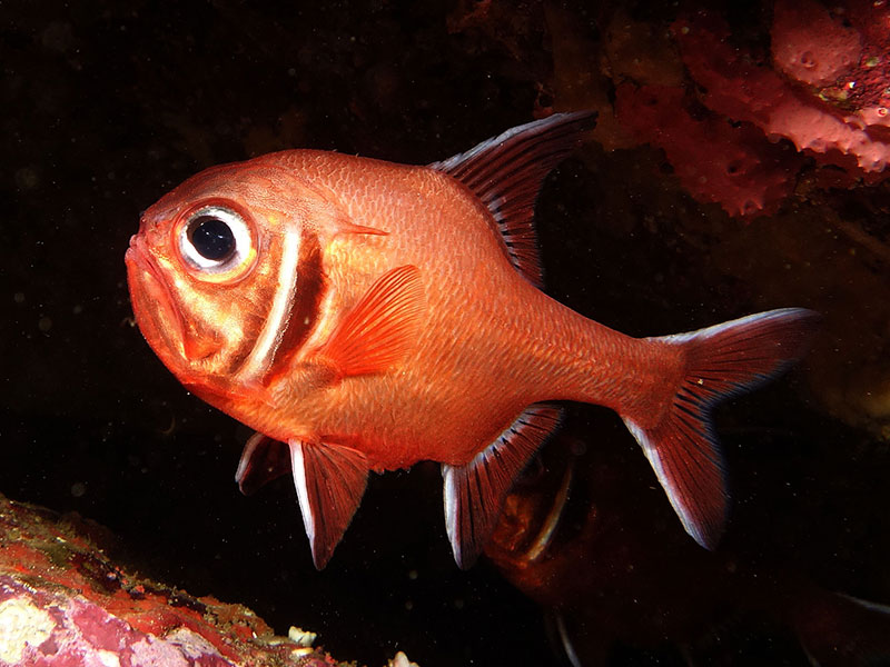 New data shows orange roughy in trouble