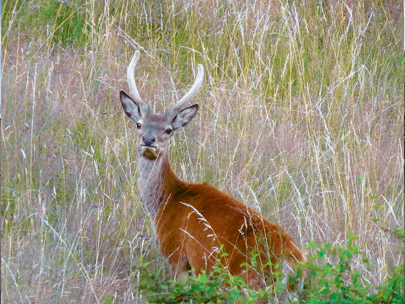 Hunting basics: understanding deer senses