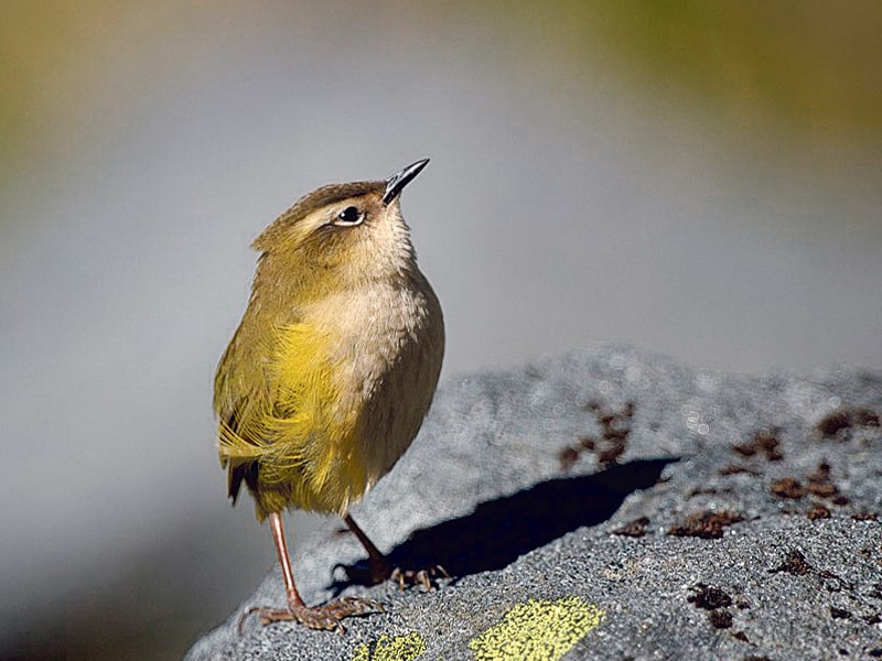 Bird of the Year 2022: it’s reigning wrens