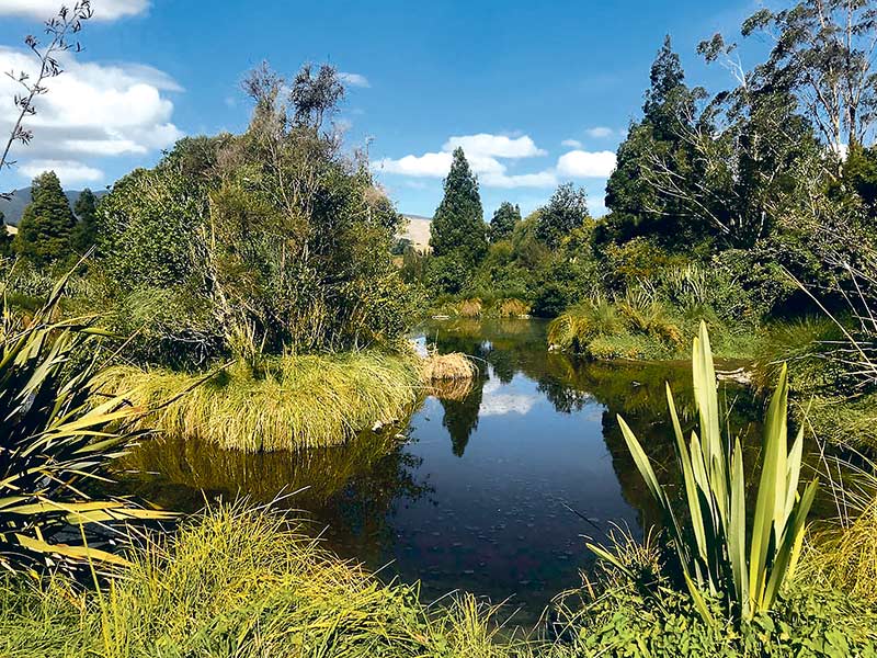 NZ wetlands