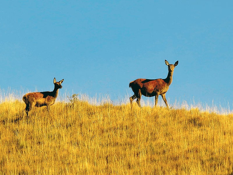 Delectable dining on venison