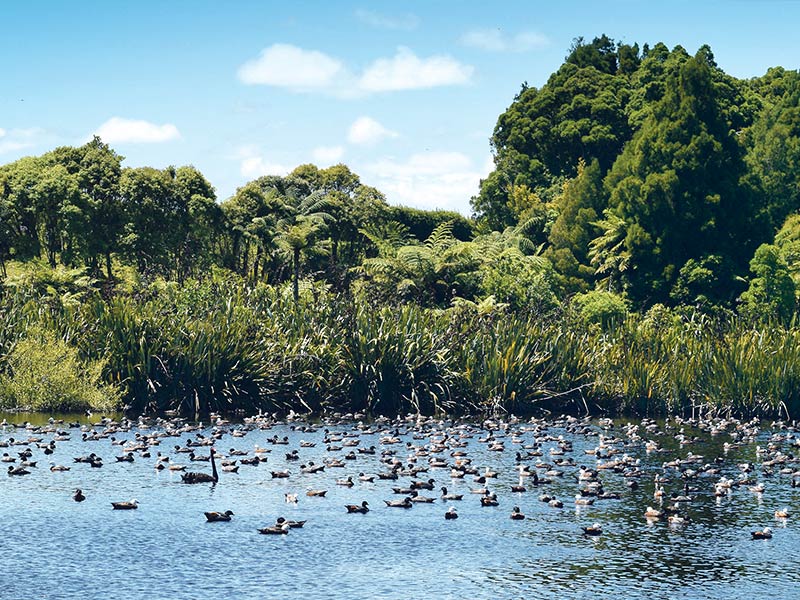 Special hunting season for paradise shelduck