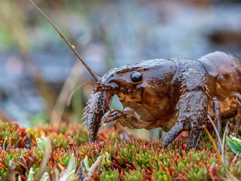 Members of black-market crayfish poaching ring sentenced