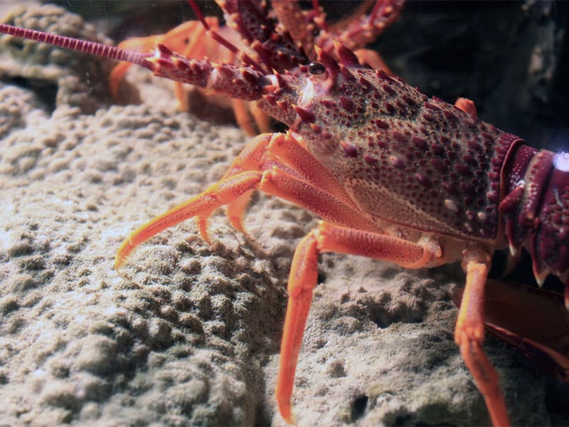 Catch limits cuts for Northland rock lobster fishery