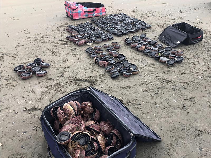 Poacher sentenced to jail for taking suitcases of pāua from Kaikōura fishery