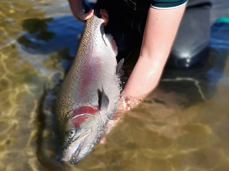 Big trout release before Easter weekend