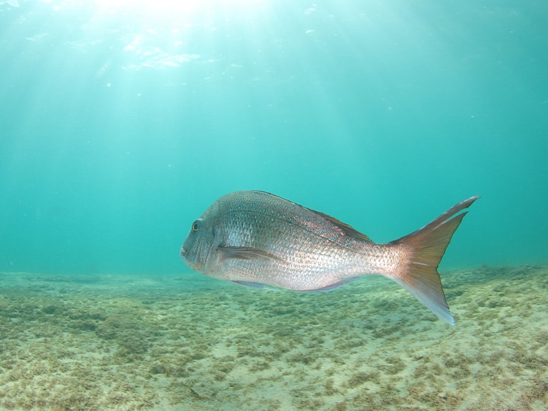 Commercial fisher fined for 2.5 tonnes of unreported fish