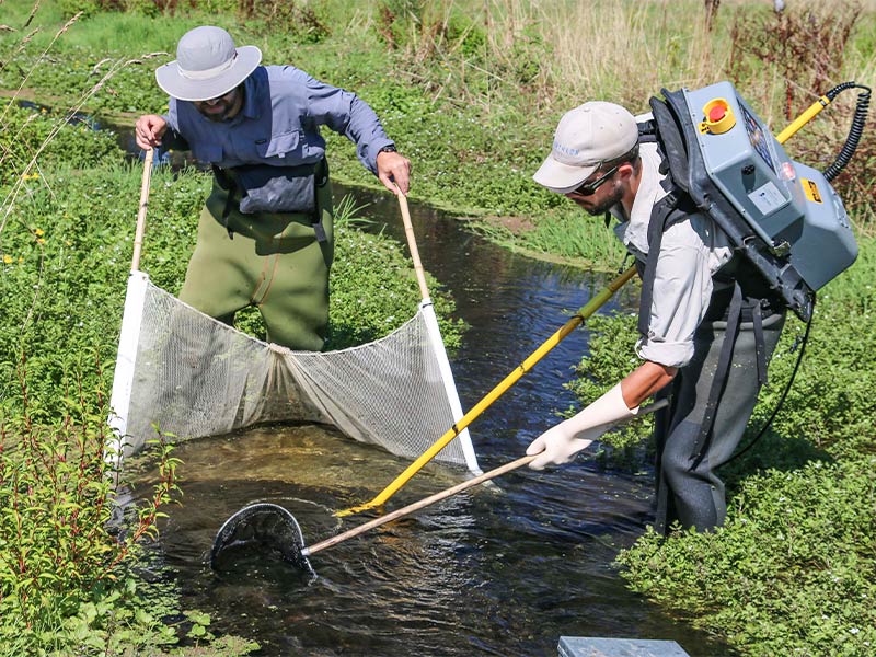 Electric fishing programme reveals insights on native fish populations