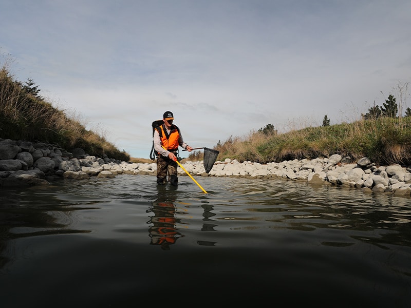 Electric fishing programme