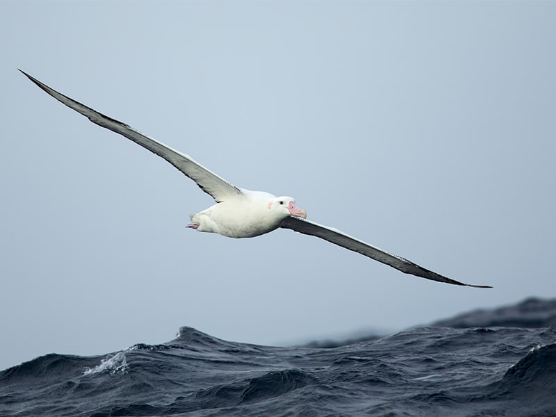 Have your say on seabird protection measures