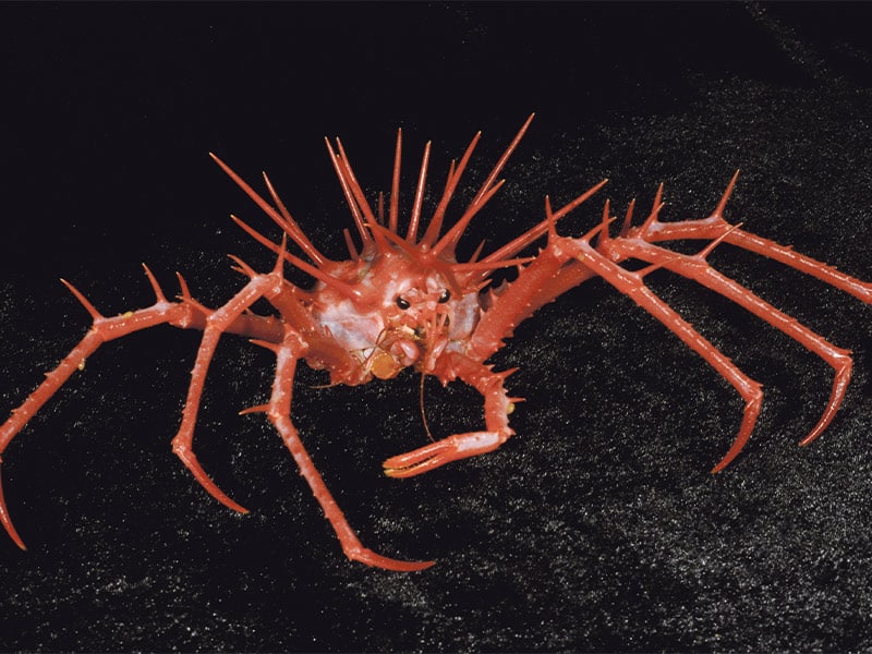 Te Papa crustacean exhibition