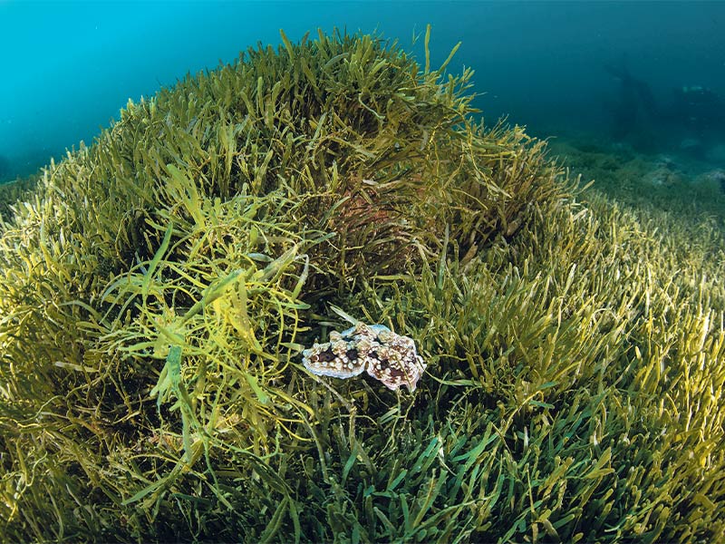 Caulerpa brachypus