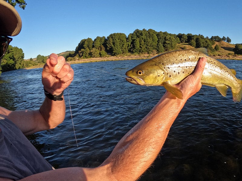 Trout fishery licence fees increased for new season