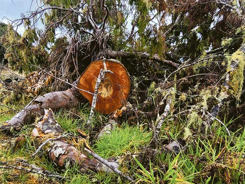 North Island conservation forests hit by illegal tree felling