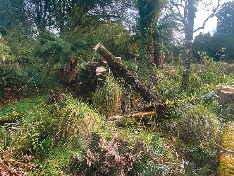 Illegal tree felling