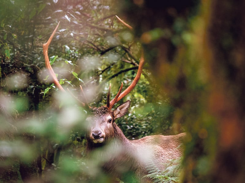 Online NZ hunter training platform launched