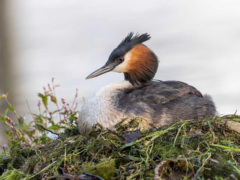 Bird of the Century: Pūteketeke crowned winner after John Oliver’s campaign