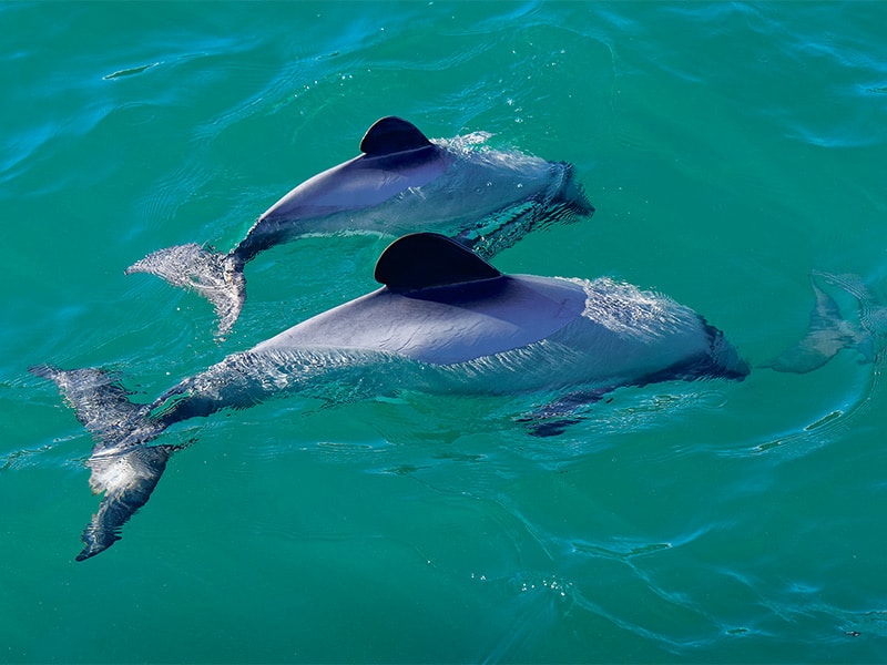 Hector’s dolphin caught in a fishing net