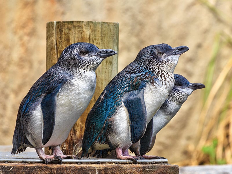 Keep your distance from little blue penguins