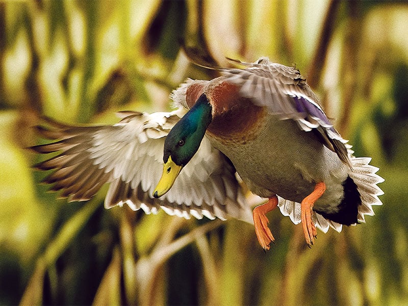 Stunning image of mallard featured on Game Bird Habitat collector’s stamp