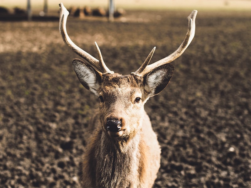 Three charged after deer deliberately targeted with vehicle