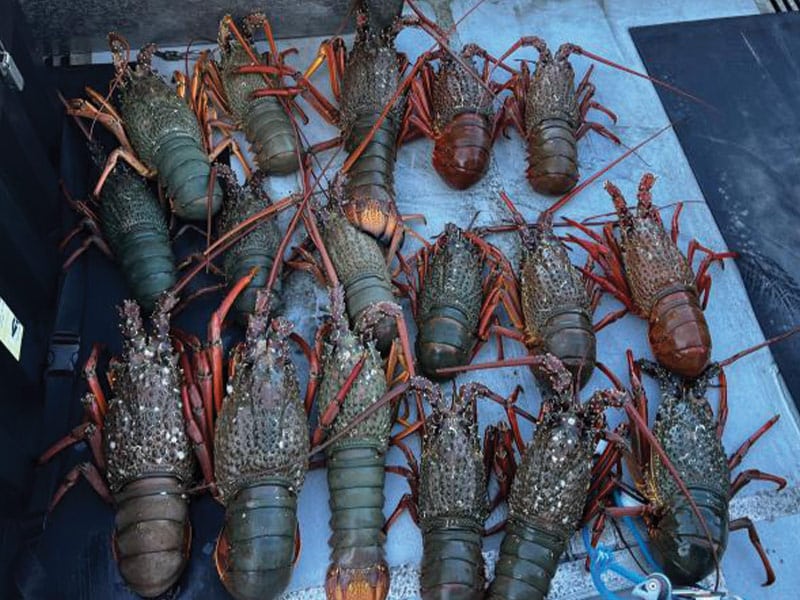 Police crack down on illegal crayfish catch in Hauraki Gulf