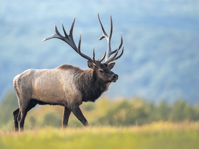 Legal action over Fiordland wapiti management on hold